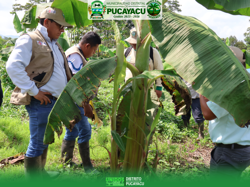 𝗩𝗜𝗦𝗜𝗧𝗔 𝗜𝗡𝗢𝗣𝗜𝗡𝗔𝗗𝗔 𝗔 𝗟𝗔𝗦 𝗣𝗔𝗥𝗖𝗘𝗟𝗔𝗦 – 𝗣𝗥𝗢𝗬𝗘𝗖𝗧𝗢 𝗣𝗟𝗔́𝗧𝗔𝗡𝗢